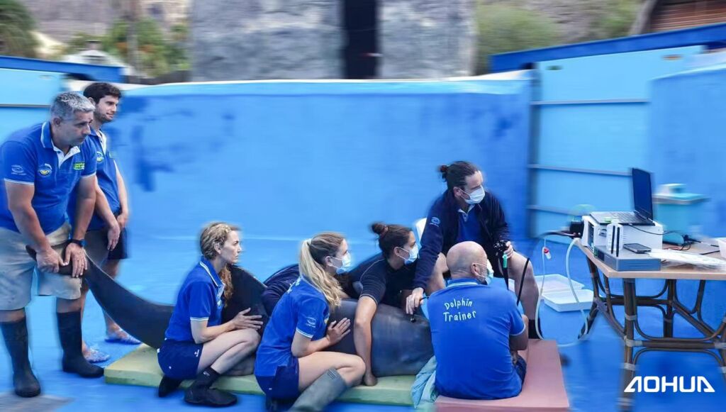 Pourquoi l&rsquo;endoscope est devenu l&rsquo;outil indispensable des vétérinaires en 2021 ?